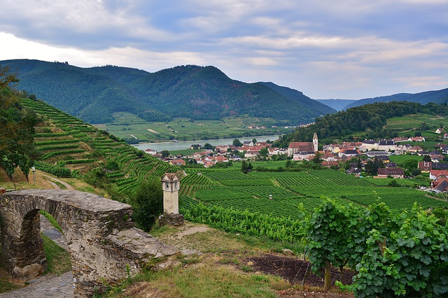 Vinea Wachau