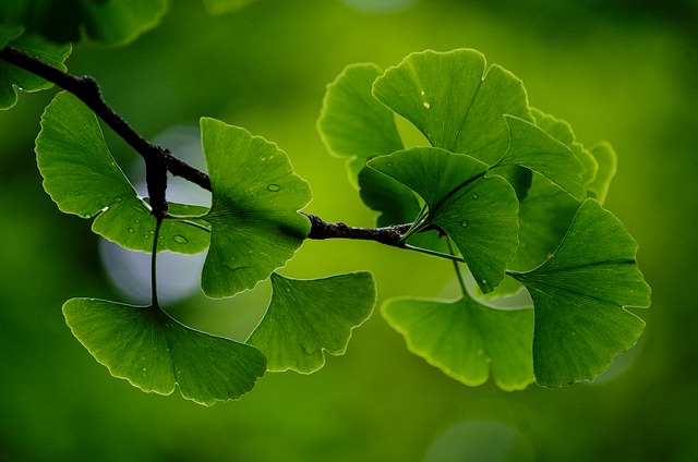 Gingko